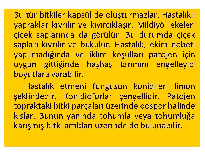 Bu tür bitkiler kapsül de oluşturmazlar. Hastalıklı yapraklar kıvrılır ve kıvırcıklaşır. Mildiyö lekeleri çiçek