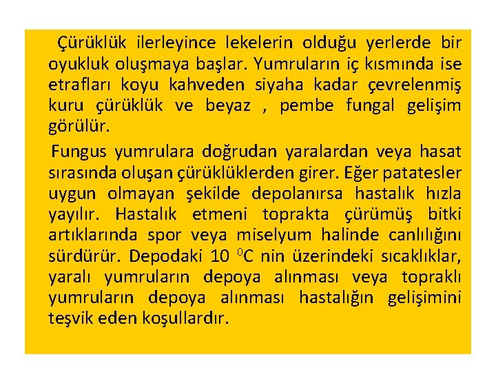 Çürüklük ilerleyince lekelerin olduğu yerlerde bir oyukluk oluşmaya başlar. Yumruların iç kısmında ise etrafları