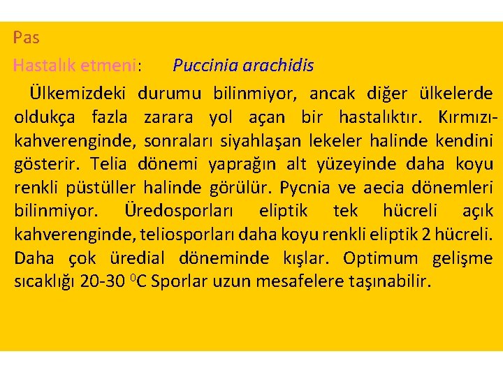 Pas Hastalık etmeni: Puccinia arachidis Ülkemizdeki durumu bilinmiyor, ancak diğer ülkelerde oldukça fazla zarara