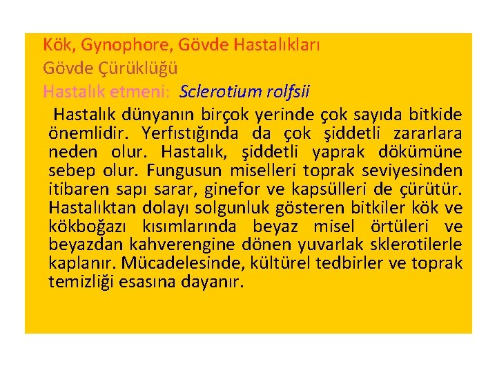 Kök, Gynophore, Gövde Hastalıkları Gövde Çürüklüğü Hastalık etmeni: Sclerotium rolfsii Hastalık dünyanın birçok yerinde