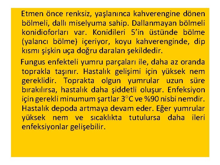 Etmen önce renksiz, yaşlanınca kahverengine dönen bölmeli, dallı miselyuma sahip. Dallanmayan bölmeli konidioforları var.