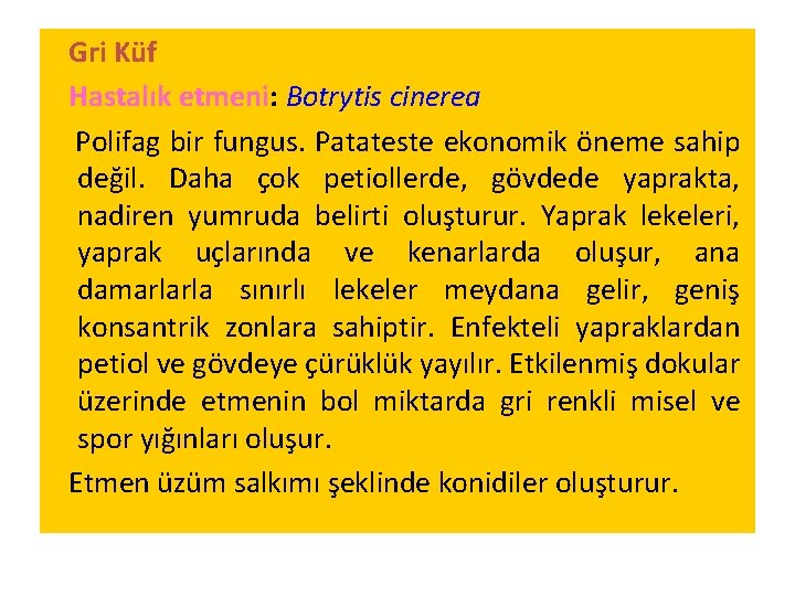 Gri Küf Hastalık etmeni: Botrytis cinerea Polifag bir fungus. Patateste ekonomik öneme sahip değil.