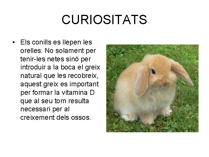 CURIOSITATS • Els conills es llepen les orelles. No solament per tenir-les netes sinó