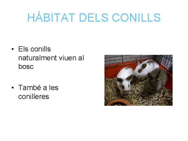 HÀBITAT DELS CONILLS • Els conills naturalment viuen al bosc • També a les