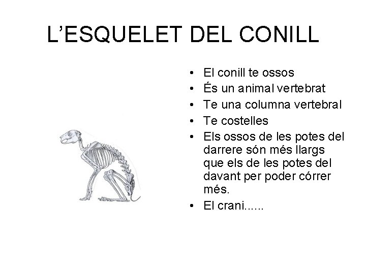 L’ESQUELET DEL CONILL • • • El conill te ossos És un animal vertebrat
