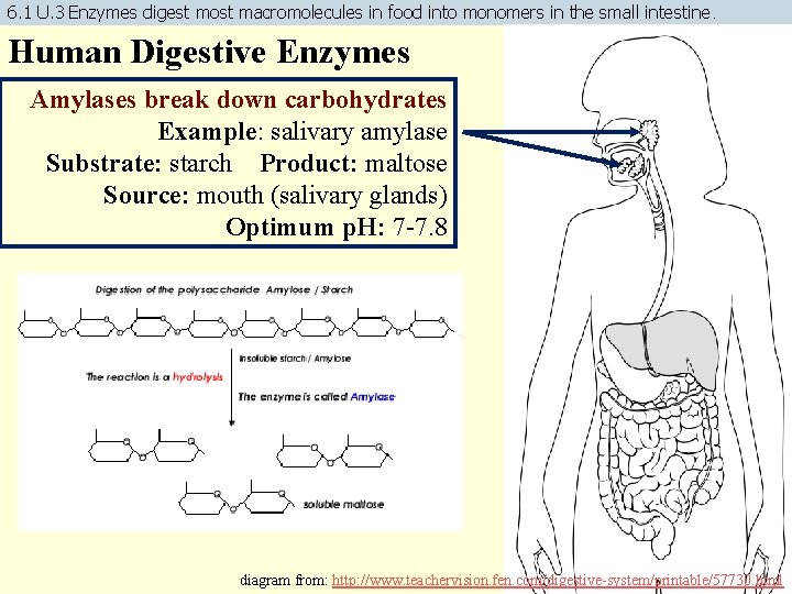 6. 1 U. 3 Enzymes digest most macromolecules in food into monomers in the