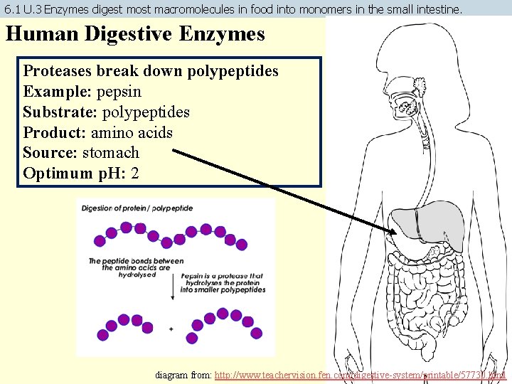 6. 1 U. 3 Enzymes digest most macromolecules in food into monomers in the