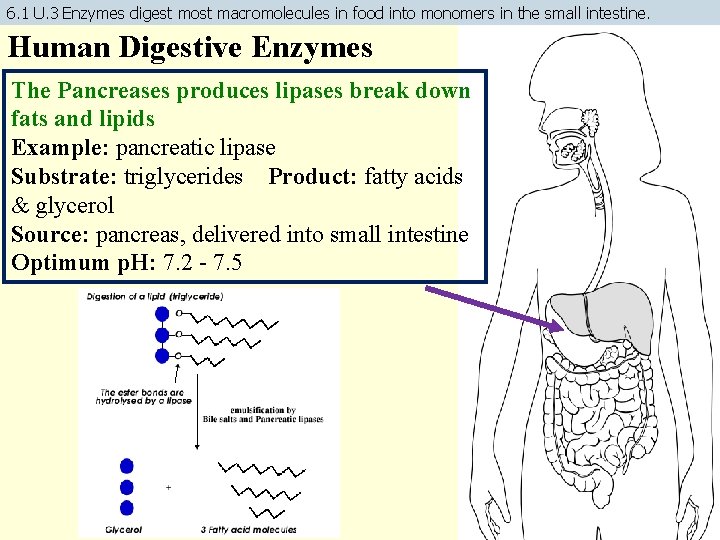 6. 1 U. 3 Enzymes digest most macromolecules in food into monomers in the