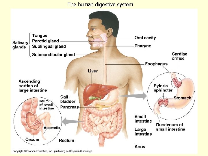 The human digestive system 