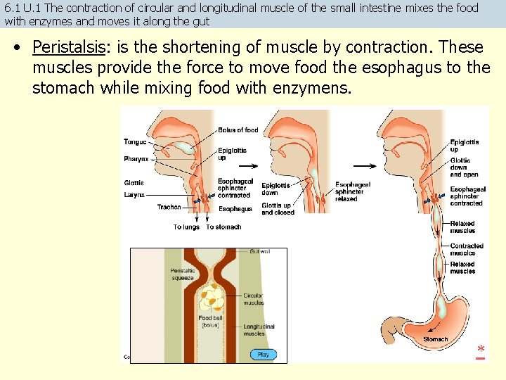 6. 1 U. 1 The contraction of circular and longitudinal muscle of the small