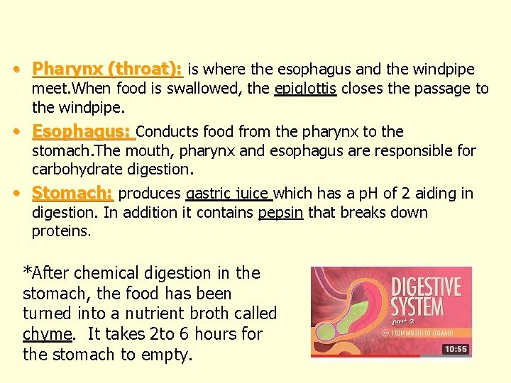 • Pharynx (throat): is where the esophagus and the windpipe meet. When food • Pharynx (throat): is where the esophagus and the windpipe meet. When food
