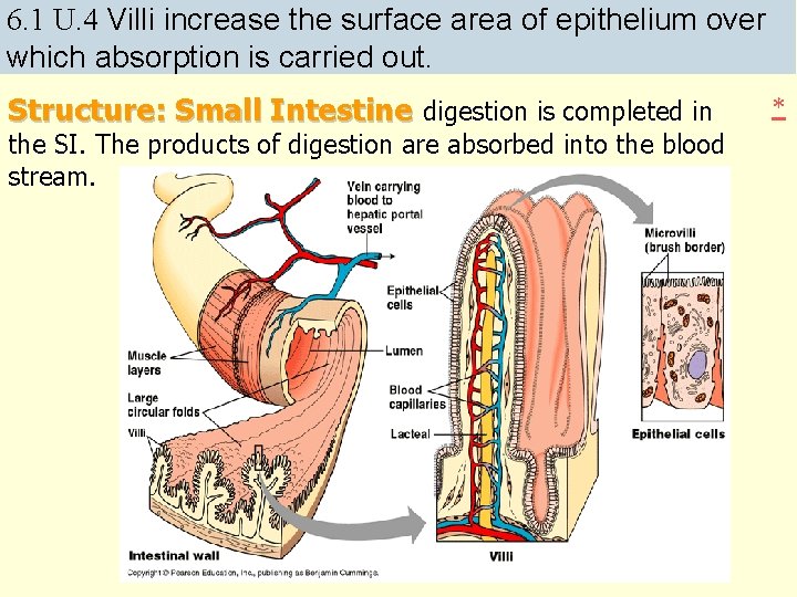 6. 1 U. 4 Villi increase the surface area of epithelium over which absorption