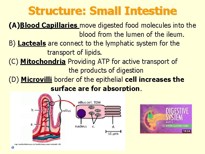 Structure: Small Intestine (A)Blood Capillaries move digested food molecules into the blood from the