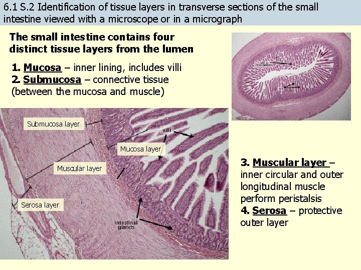 6. 1 S. 2 Identification of tissue layers in transverse sections of the small