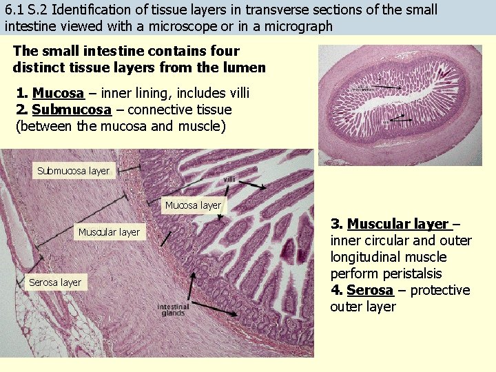 6. 1 S. 2 Identification of tissue layers in transverse sections of the small 6. 1 S. 2 Identification of tissue layers in transverse sections of the small