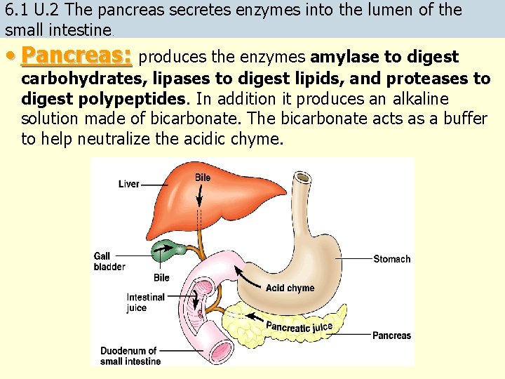 6. 1 U. 2 The pancreas secretes enzymes into the lumen of the small