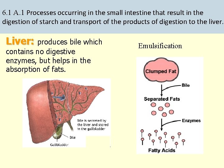 6. 1 A. 1 Processes occurring in the small intestine that result in the