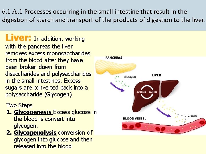 6. 1 A. 1 Processes occurring in the small intestine that result in the