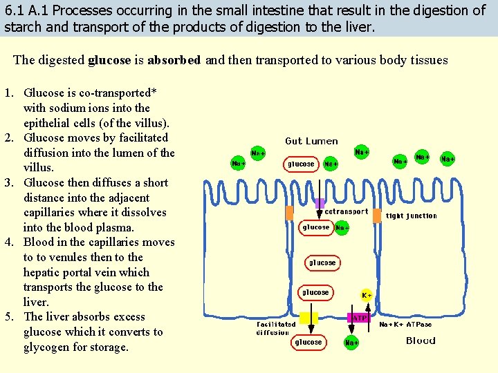 6. 1 A. 1 Processes occurring in the small intestine that result in the