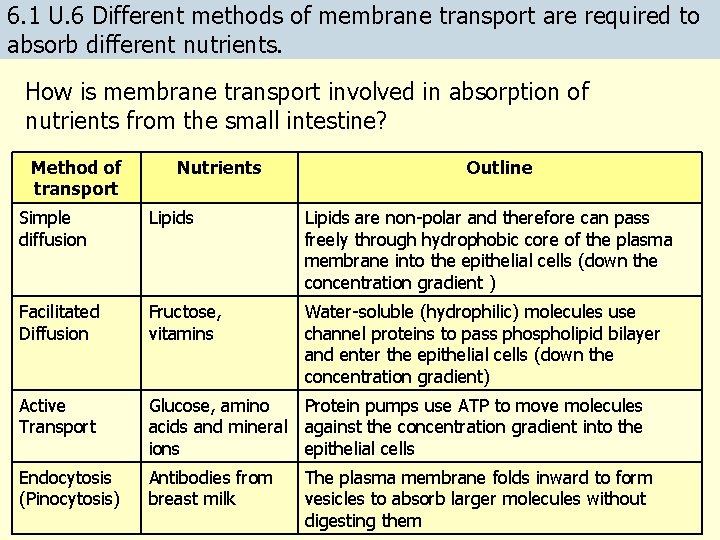 6. 1 U. 6 Different methods of membrane transport are required to absorb different