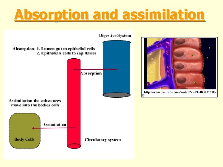 Absorption and assimilation 