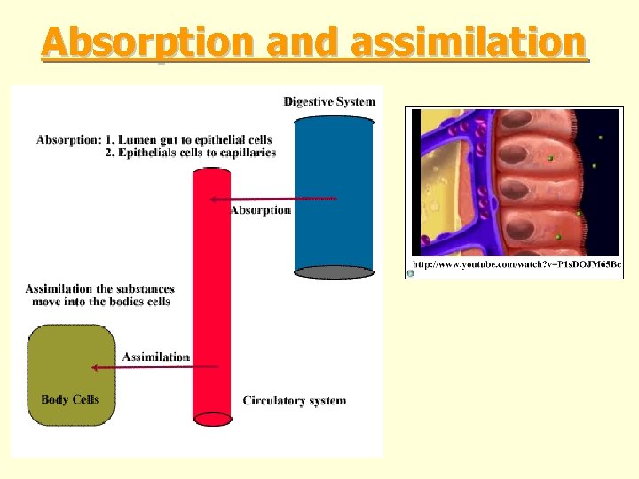 Absorption and assimilation Absorption and assimilation