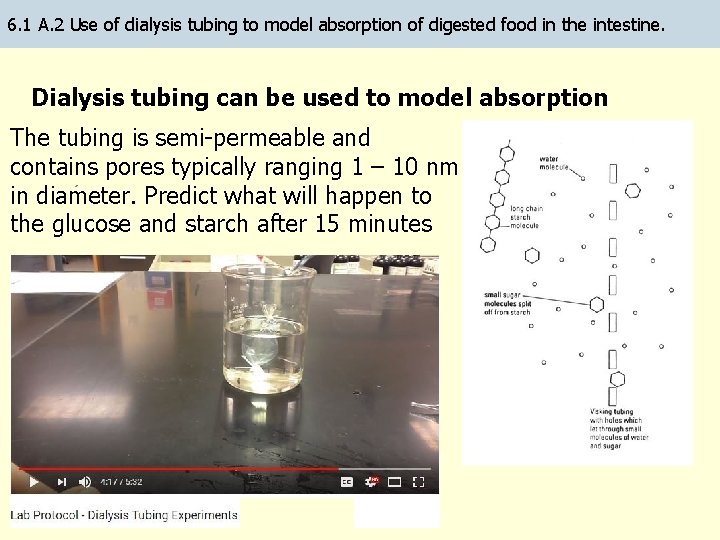 6. 1 A. 2 Use of dialysis tubing to model absorption of digested food 6. 1 A. 2 Use of dialysis tubing to model absorption of digested food