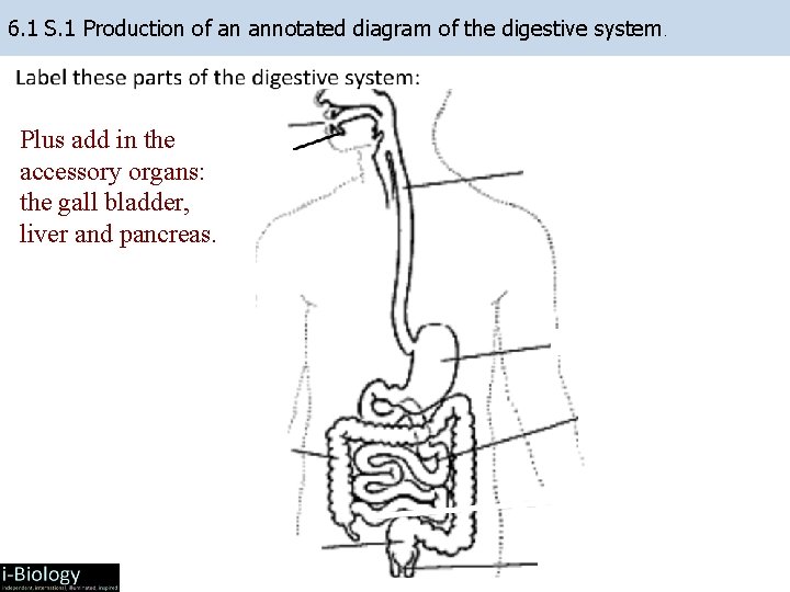 6. 1 S. 1 Production of an annotated diagram of the digestive system. Plus