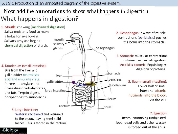 6. 1 S. 1 Production of an annotated diagram of the digestive system. Now