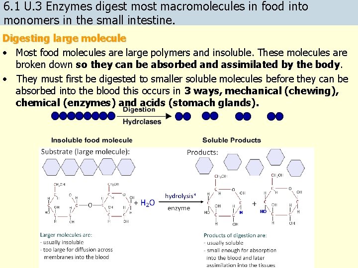 6. 1 U. 3 Enzymes digest most macromolecules in food into monomers in the