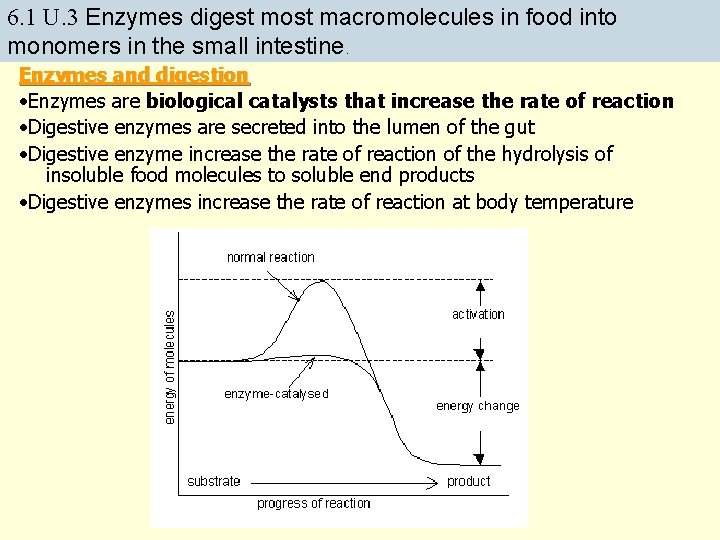 6. 1 U. 3 Enzymes digest most macromolecules in food into monomers in the