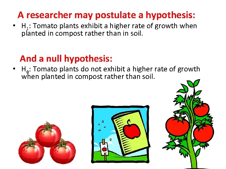 A researcher may postulate a hypothesis: • H 1: Tomato plants exhibit a higher