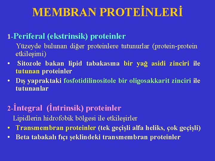 MEMBRAN PROTEİNLERİ 1 -Periferal (ekstrinsik) proteinler Yüzeyde bulunan diğer proteinlere tutunurlar (protein-protein etkileşimi) •