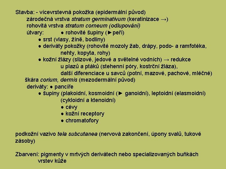 Stavba: - vícevrstevná pokožka (epidermální původ) zárodečná vrstva stratum germinativum (keratinizace →) rohovitá vrstva