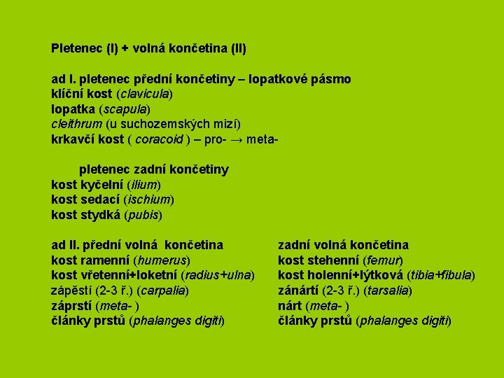 Pletenec (I) + volná končetina (II) ad I. pletenec přední končetiny – lopatkové pásmo