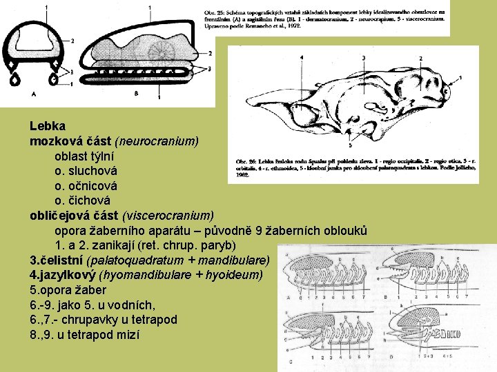 Lebka mozková část (neurocranium) oblast týlní o. sluchová o. očnicová o. čichová obličejová část