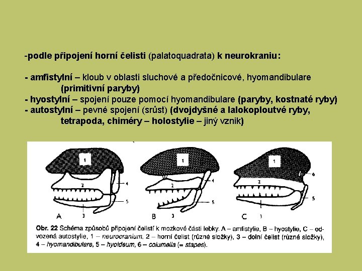 -podle připojení horní čelisti (palatoquadrata) k neurokraniu: - amfistylní – kloub v oblasti sluchové