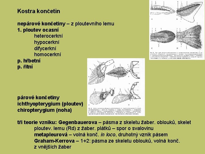 Kostra končetin nepárové končetiny – z ploutevního lemu 1. ploutev ocasní heterocerkní hypocerkní difycerkní