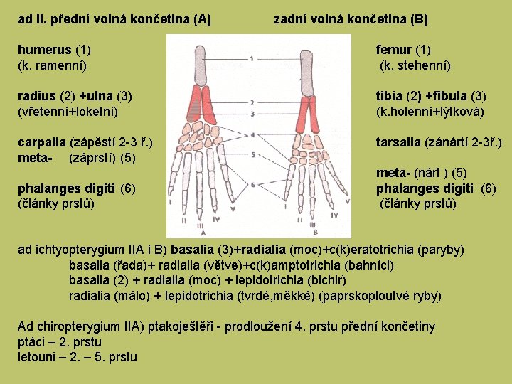ad II. přední volná končetina (A) zadní volná končetina (B) humerus (1) (k. ramenní)