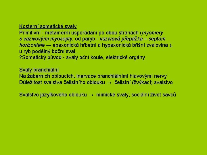 Kosterní somatické svaly Primitivní - metamerní uspořádání po obou stranách (myomery s vazivovými myosepty,