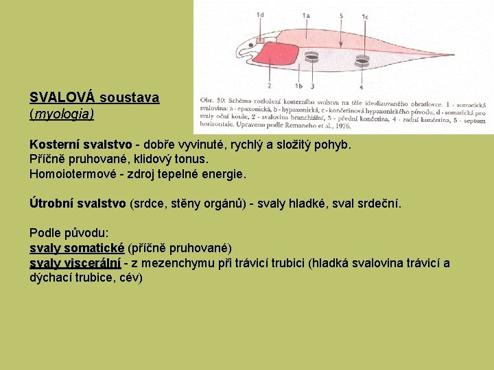 SVALOVÁ soustava (myologia) Kosterní svalstvo - dobře vyvinuté, rychlý a složitý pohyb. Příčně pruhované,