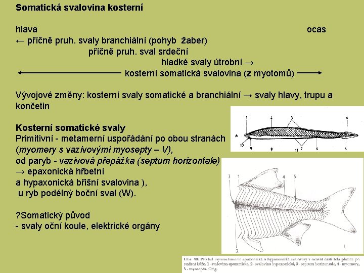 Somatická svalovina kosterní hlava ← příčně pruh. svaly branchiální (pohyb žaber) příčně pruh. sval