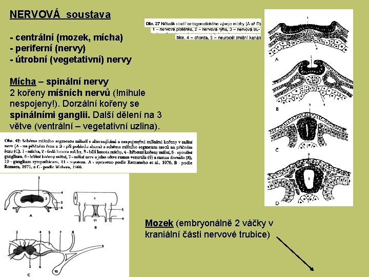 NERVOVÁ soustava - centrální (mozek, mícha) - periferní (nervy) - útrobní (vegetativní) nervy Mícha