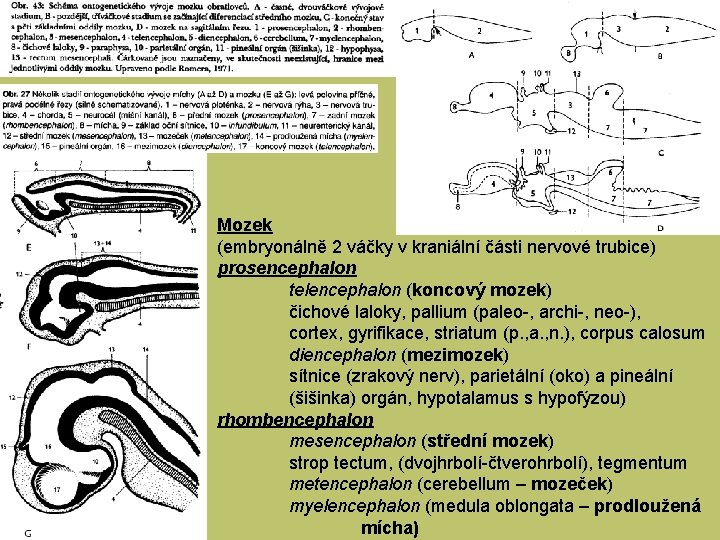 Mozek (embryonálně 2 váčky v kraniální části nervové trubice) prosencephalon telencephalon (koncový mozek) čichové