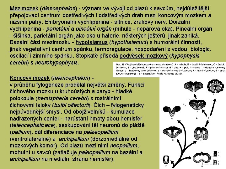 Mezimozek (diencephalon) - význam ve vývoji od plazů k savcům, nejdůležitější přepojovací centrum dostředivých