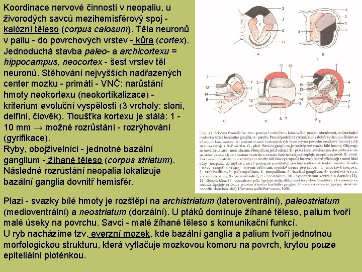 Koordinace nervové činnosti v neopaliu, u živorodých savců mezihemisférový spoj - kalózní těleso (corpus