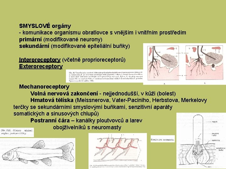 SMYSLOVÉ orgány - komunikace organismu obratlovce s vnějším i vnitřním prostředím primární (modifikované neurony)