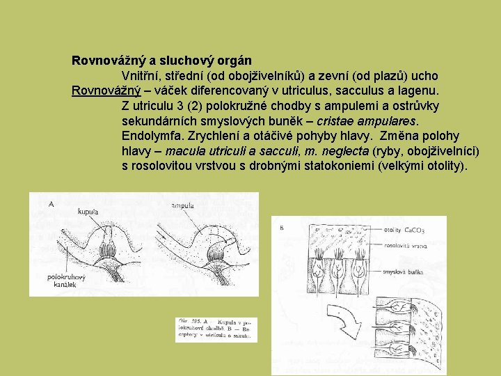 Rovnovážný a sluchový orgán Vnitřní, střední (od obojživelníků) a zevní (od plazů) ucho Rovnovážný