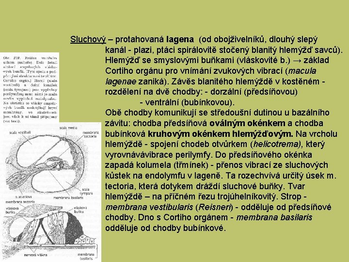 Sluchový – protahovaná lagena (od obojživelníků, dlouhý slepý kanál - plazi, ptáci spirálovitě stočený