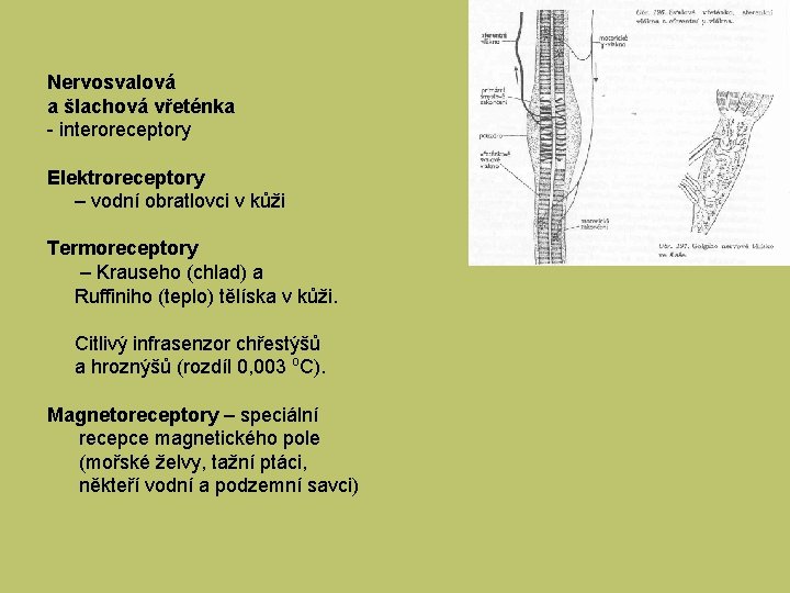 Nervosvalová a šlachová vřeténka - interoreceptory Elektroreceptory – vodní obratlovci v kůži Termoreceptory –